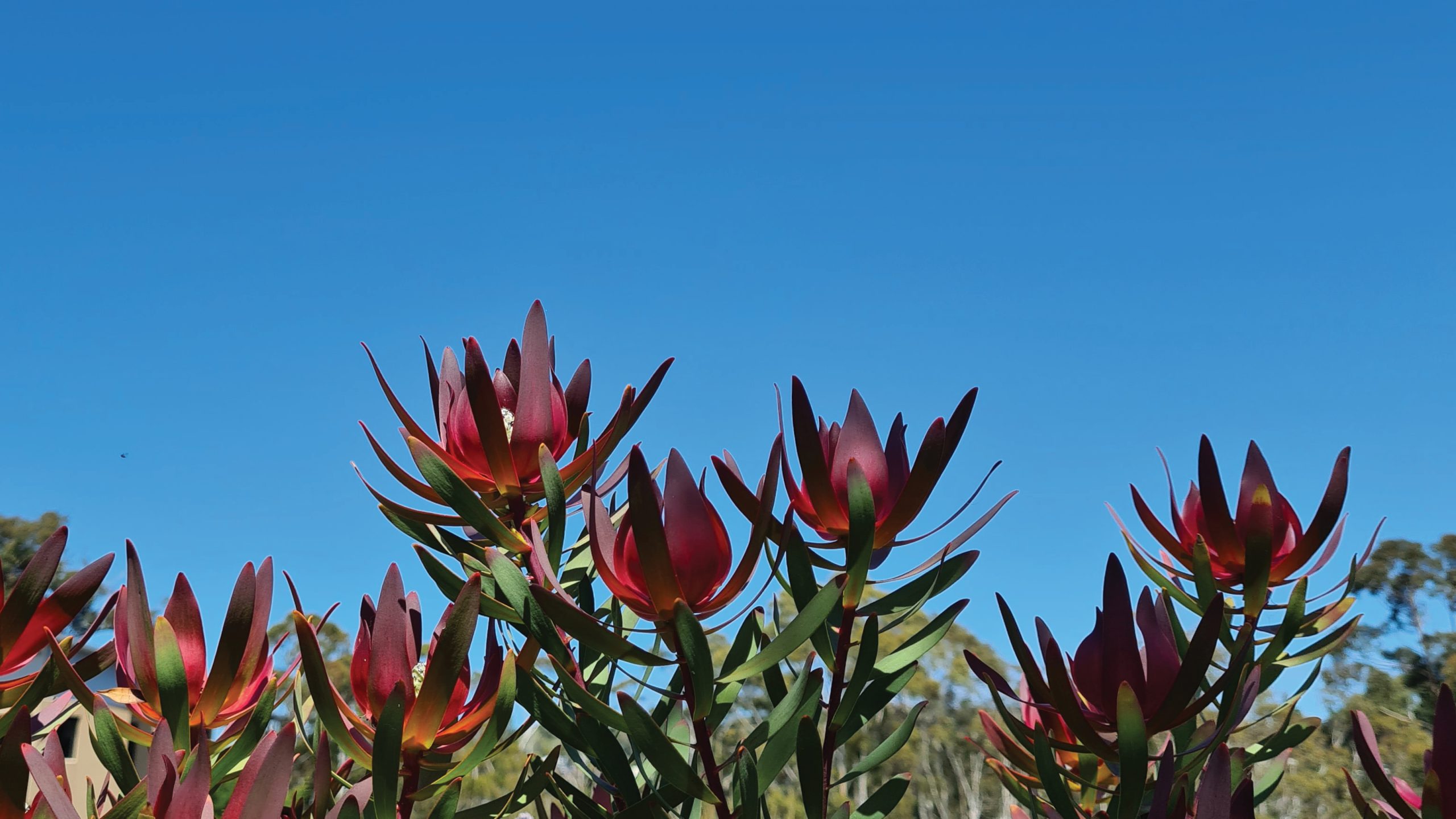 Australian native flowers with red heads and green leafy stalks in a field with a bright blue sky in the background.
